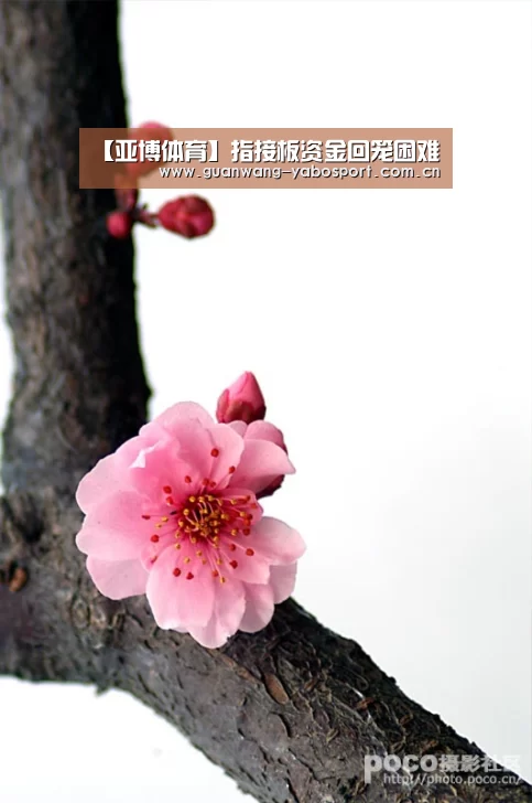 亚博网站
